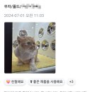 이쁘냥 고양이미용실 대전점 이미지