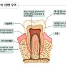 우리들치과기공소 이미지