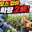 ⭕⭕ 블루베리 밀식 재배 - 평당 4주 식재(통상 1평당 1주 식재) 이미지