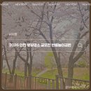 반월공원 | 2026 인천 벚꽃명소 추천 굴포천 반월놀이공원 벚꽃 개화상태