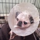 24시 코끼리동물의료센터 이미지