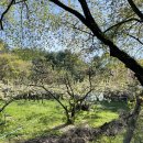 4월26일..토요일. 배꽃과 함께. 이미지