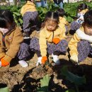 👩‍🌾맛있는 고구마를 캤구마👨‍🌾 이미지