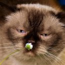 동물병원 공감 이미지