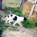 아이엠독 이미지