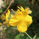 애기똥풀 이미지