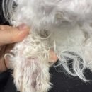 어썸펫 동물병원 이미지