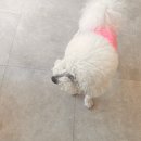 댕댕곳간 이미지