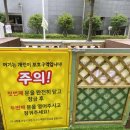 인디퍼피 이미지