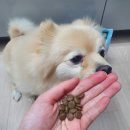 미니도그 이미지