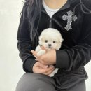 야옹아멍멍해봐삼각점 이미지