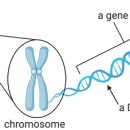 염색체 및 유전자 Chromosomes and genes 이미지