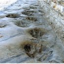 화석 2002 이미지