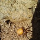 주필거미박물관 이미지