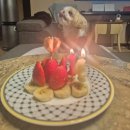 강아지 생일파티, 선릉 푸드트럭 씨앗호떡, 꼬치구이...로데오 시퀀스, 더링크호텔 전경련회관 하객후기 등