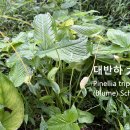 대반하 大半夏 이미지