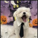 김해애견미용 맘바이 강아지 미용실 | 일산애견미용 맘바이 강아지 미용실 진짜 케어를 느낀 후기