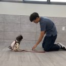 강아지 예절교육 아이컨택 : 수원 애견유치원 멍스스쿨