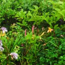 무주화원 이미지