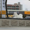 바보형제 쭈꾸미 이미지