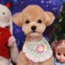 Groomer Ameri 이미지