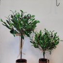 올리브조화 이미지