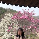 공주PC 북정점 | [대전] 대전 현지인 추천 벚꽃 명소, 우암사적공원(피크닉) + 동학사 야간 벚꽃, 동학사 벚꽃축제 주차...
