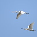 노랑부리저어새(Eurasian Spoonbill) ... 잘 가거라 ~~ 이미지