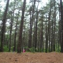 솔밭가는길 이미지