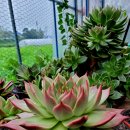 라온하제 이미지