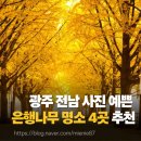 강진 바스락길 | 광주 전남 사진 찍기 좋은 은행나무 단풍 명소 4곳, 이번 주에 떠나볼까?