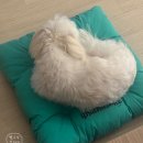 씨유 아이파크몰고척1호점 | 251214 지드래곤 G-DRAGON 2025 WORLD TOUR [Ubermensch] 콘서트 막콘 후기 (고척돔 106번 시야)