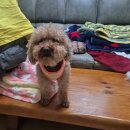 뚱아저씨 집에서 7월의 홈캉스를 즐기고 있는 푸들 애나 이미지