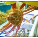 속초대게마을 이미지