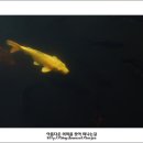 물고기자리 이미지