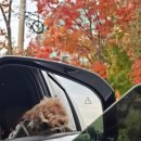 신갈오토 이미지