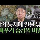 남의 둥지에 알을 낳는 뻐꾸기의 습성, 그 속에 숨겨진 진화에 대한 새로운 관점? 이미지