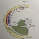베네PT