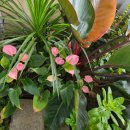 모텔하이퐁 | 베트남 하이퐁 깟바 플라밍고 리조트 조식 시설 등 후기 2