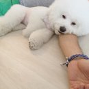 비숑마을펜션 이미지