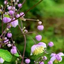 꿈속여행 이미지