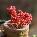 통통이네 이미지