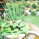 파인트리하우스 이미지