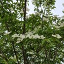 제주 자락 이미지