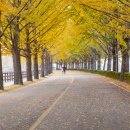 곡교천길 이미지