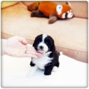 켄넬퀸비 이미지