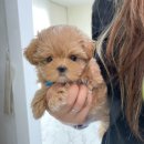 요기독 강아지분양 고양이분양 수원본점 이미지