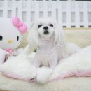 꼬지하우스 이미지