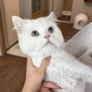 춘천 고양이집 이미지