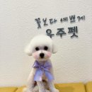 유주펫 이미지
